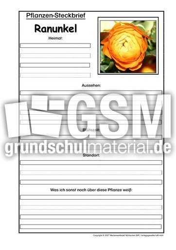 Pflanzensteckbrief-Ranunkel.pdf